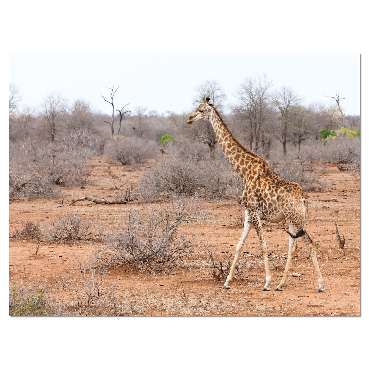 Designart - Giraffe Walking through African Forest - Animal Canvas Art Print